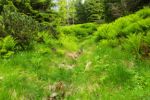 2014-07-05_Laengental-N-Hochweg (695). JPG